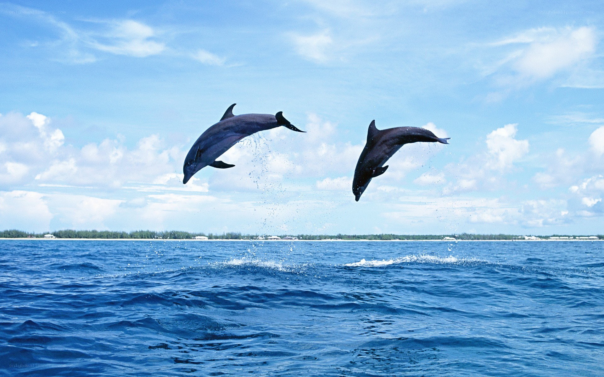 Dolphins leaping in the ocean