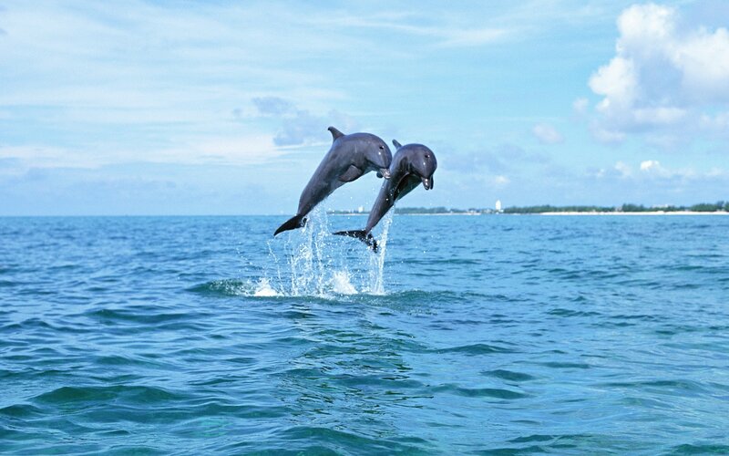 Dolphins leaping in the ocean