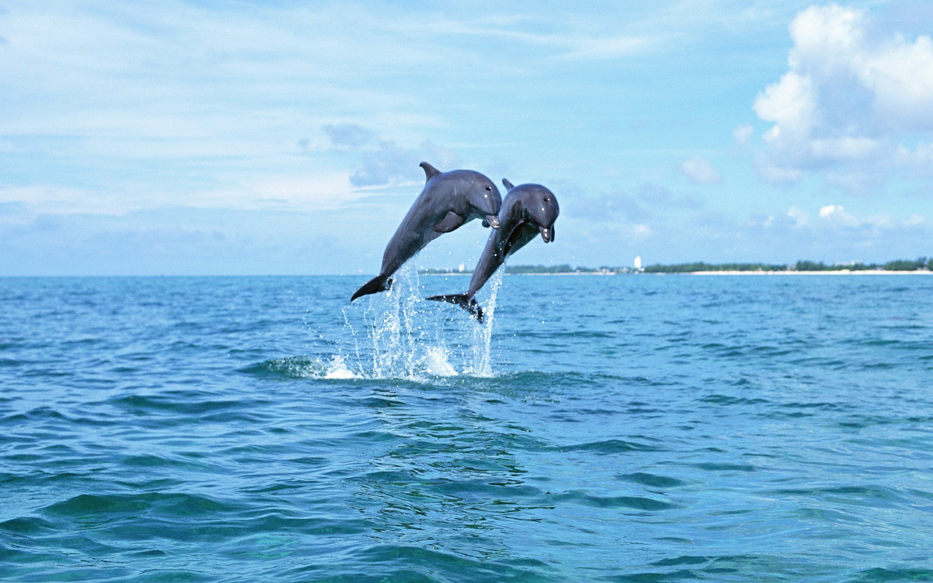 Dolphins leaping in the ocean