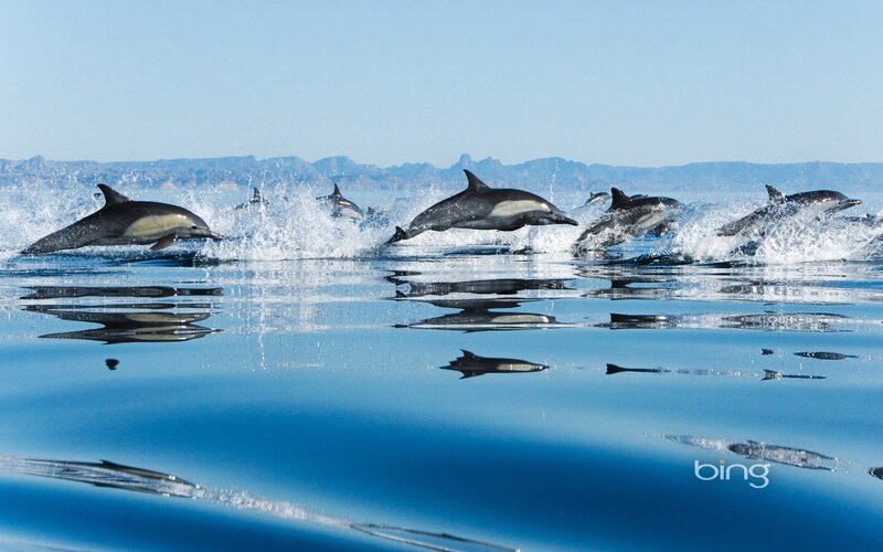 Dolphins leaping in the ocean