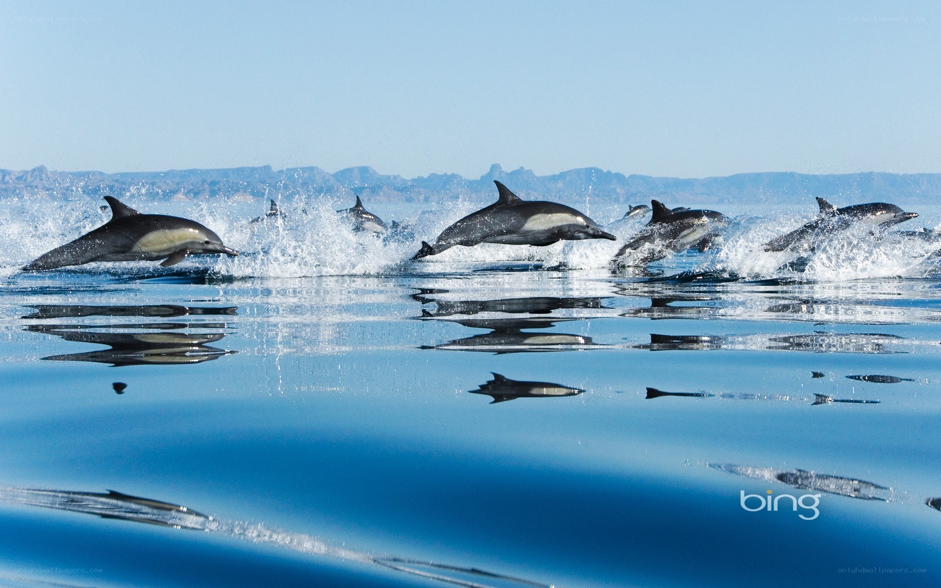 Dolphins leaping in the ocean
