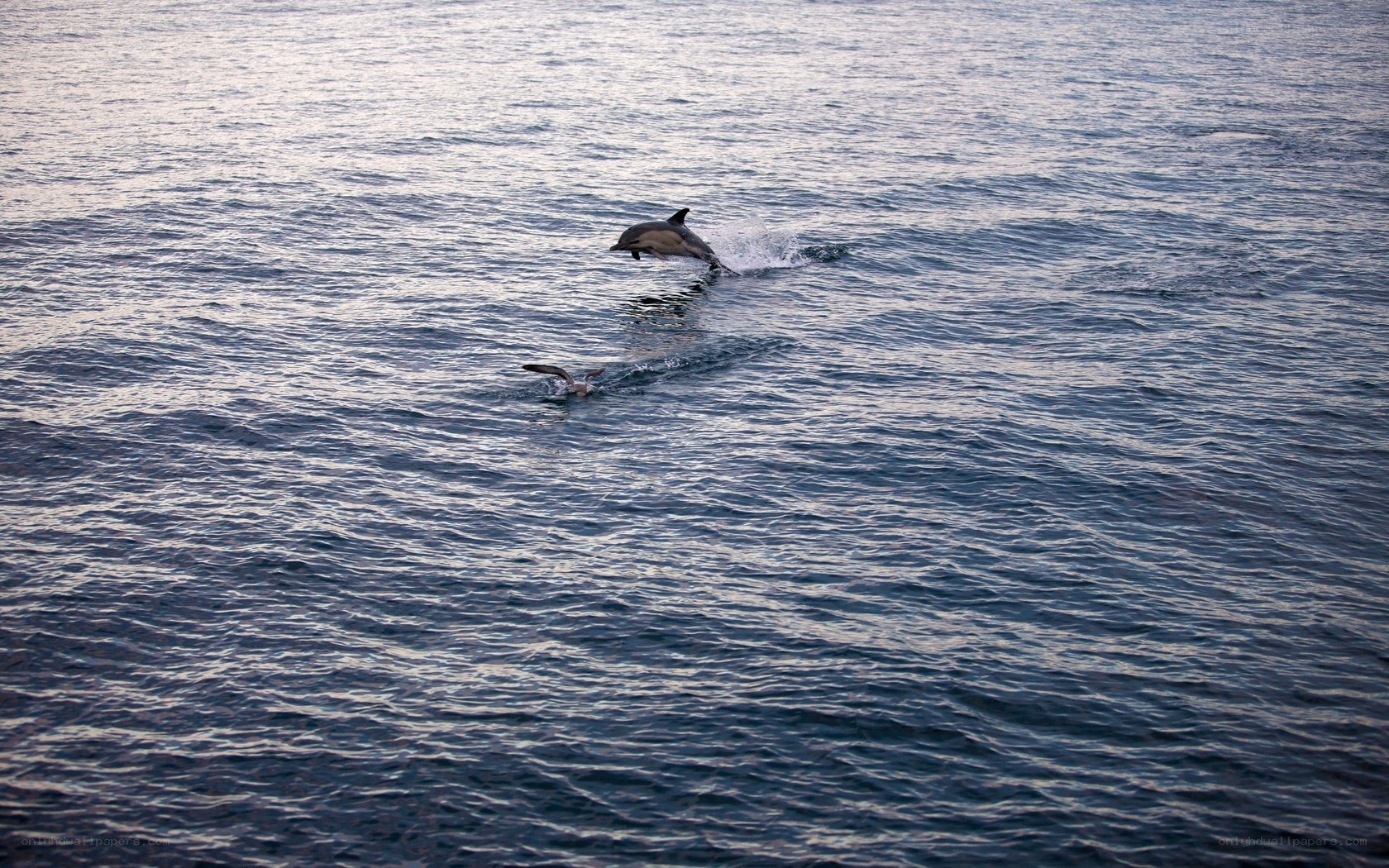 Dolphins leaping in the ocean