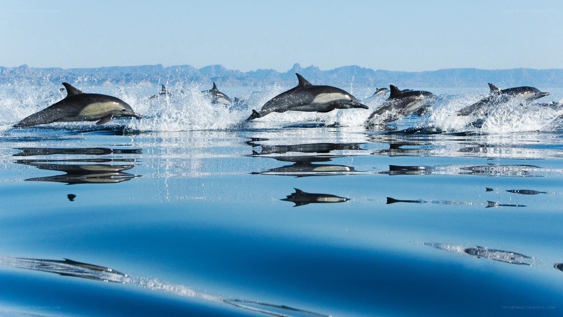 Dolphins leaping in the ocean