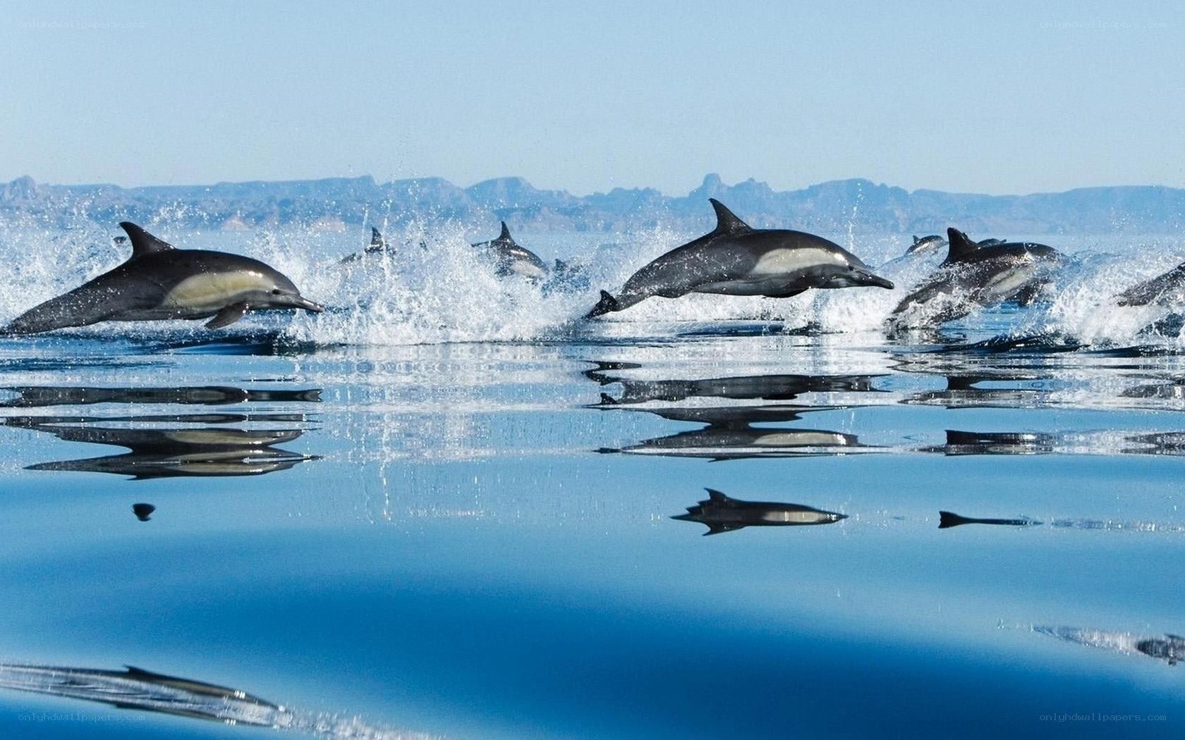 Dolphins leaping in the ocean