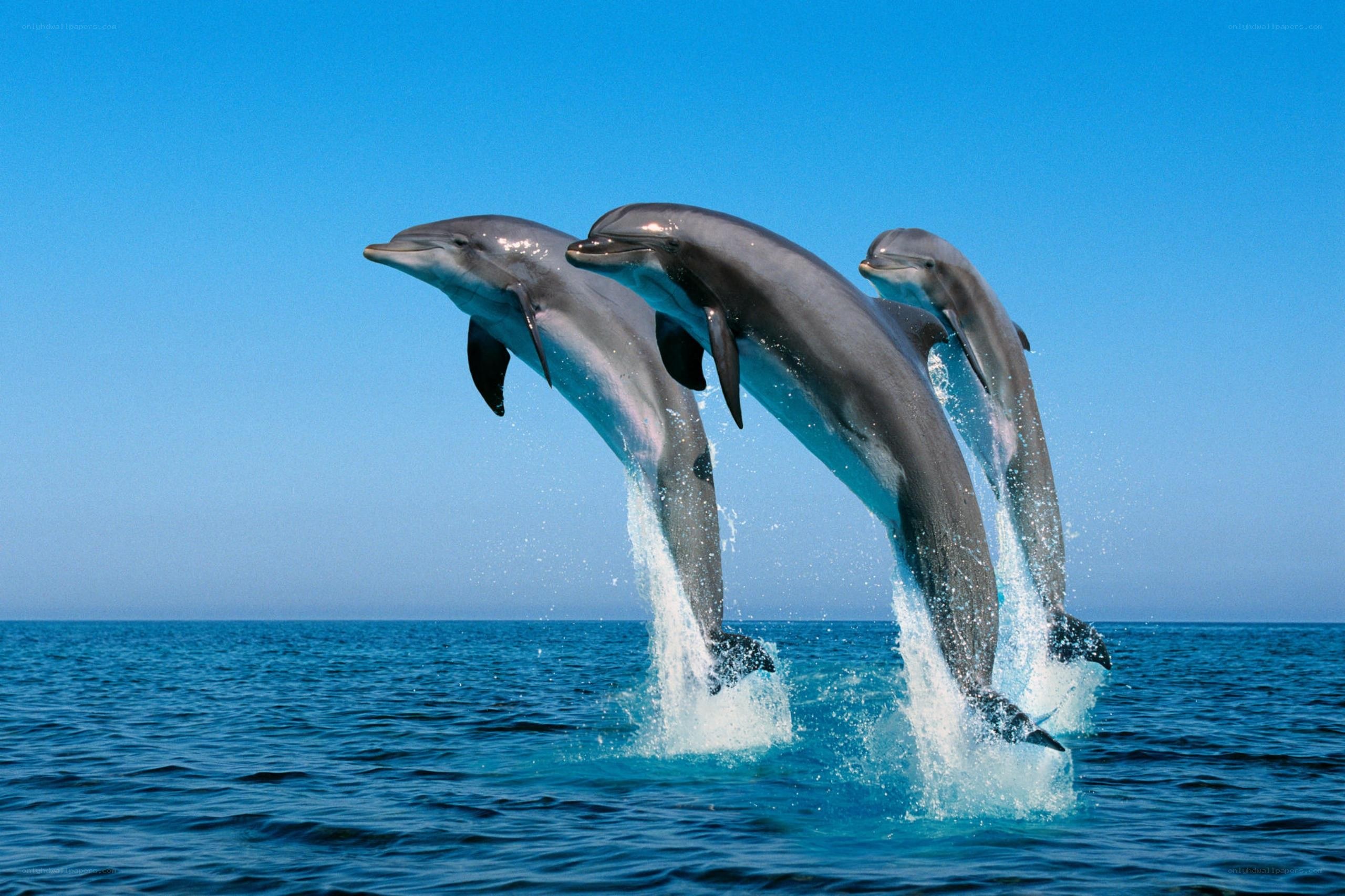 Dolphins leaping in the ocean