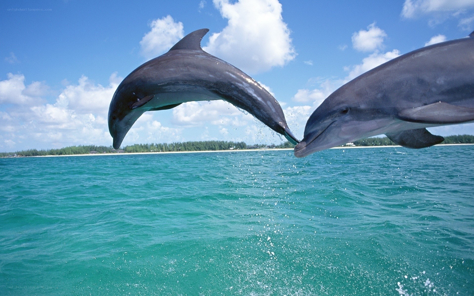 Dolphins leaping in the ocean