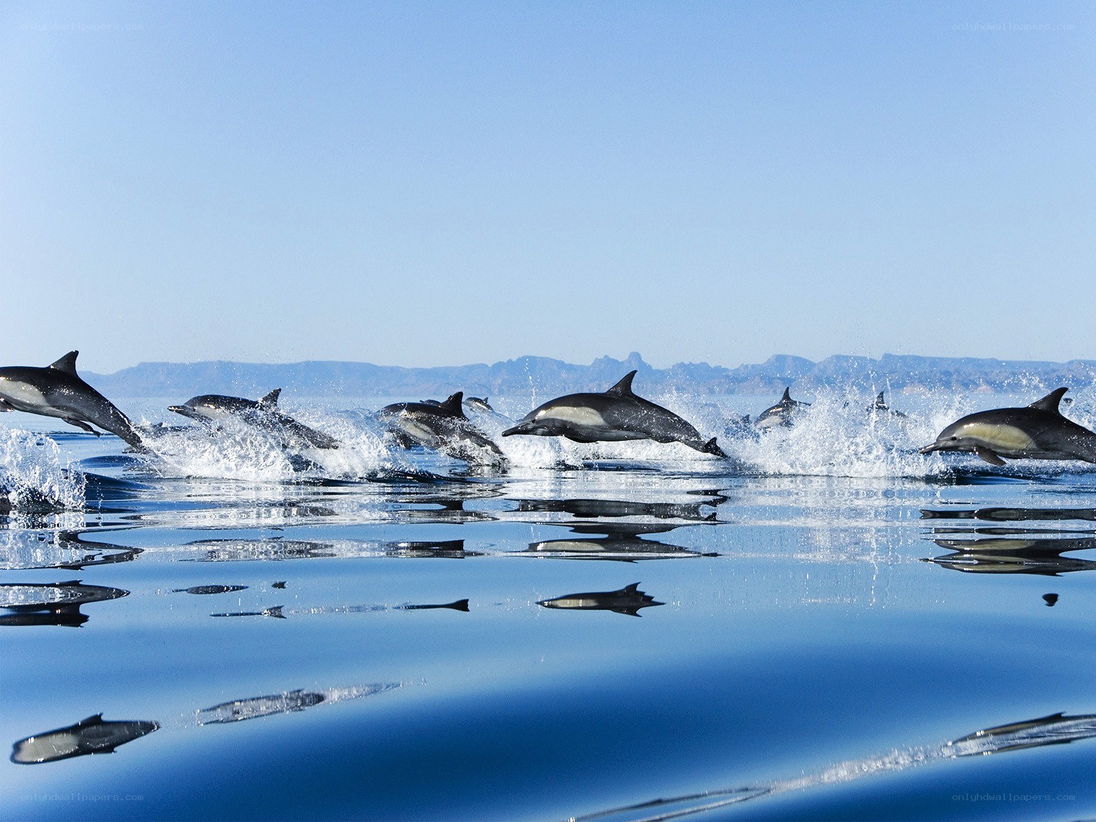 Dolphins leaping in the ocean