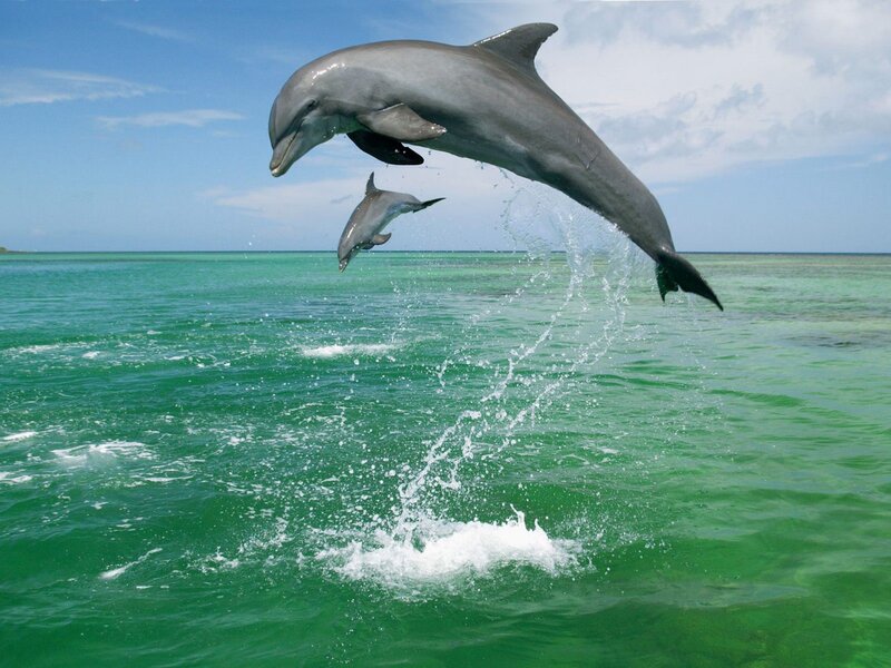 Dolphins leaping in the ocean