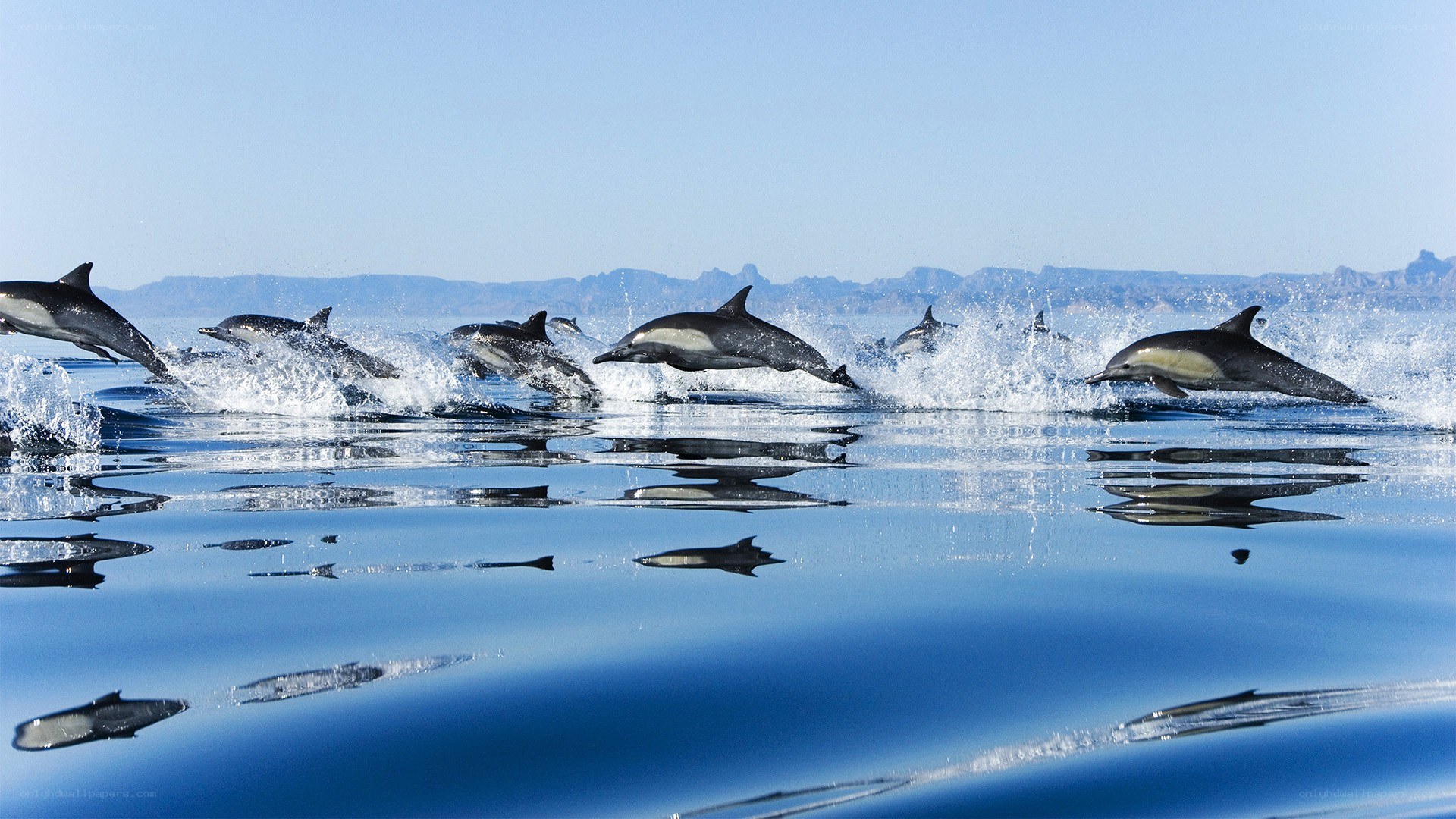 Dolphins leaping in the ocean