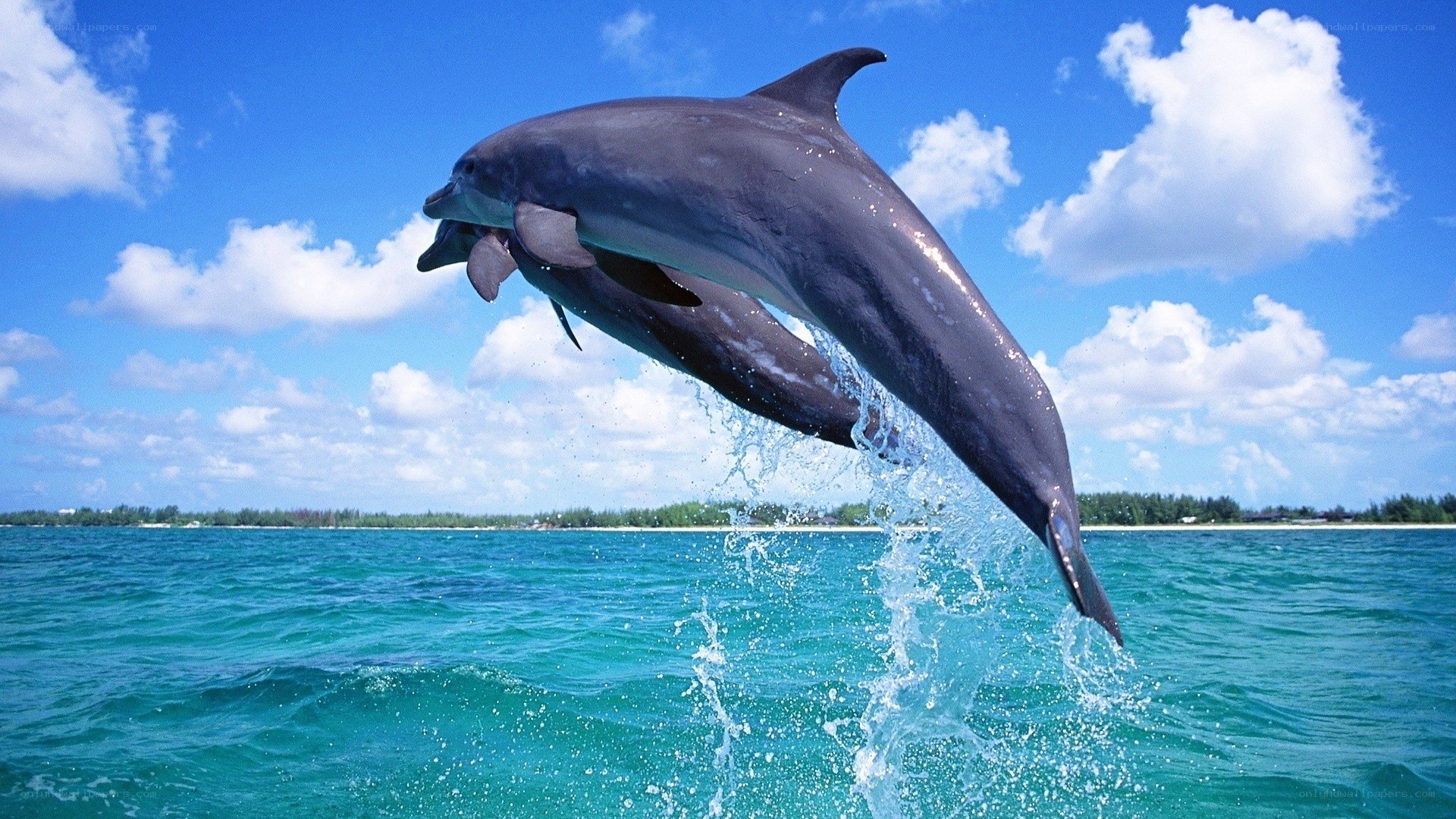 Dolphins leaping in the ocean