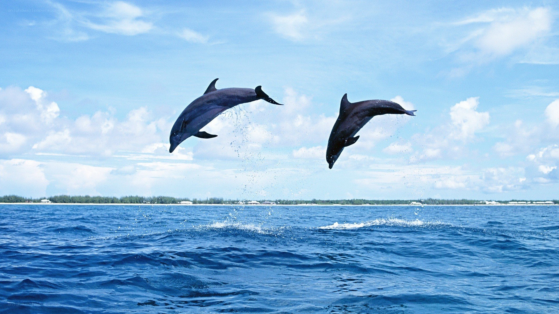 Dolphins leaping in the ocean