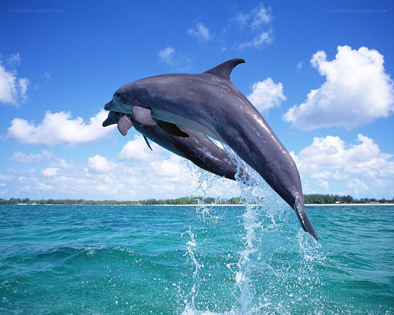 Dolphins leaping in the ocean