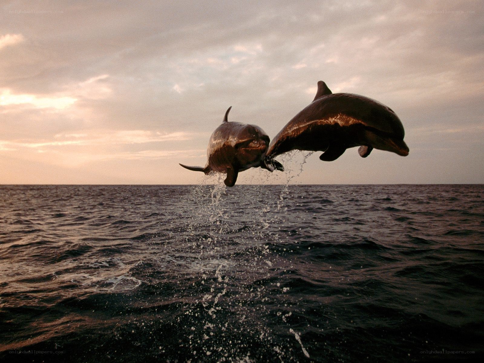 Dolphins leaping in the ocean