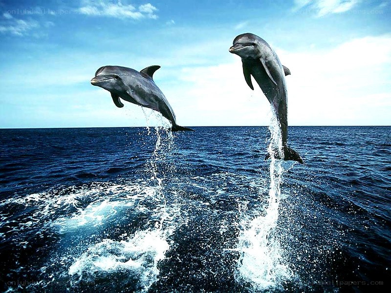 Dolphins leaping in the ocean
