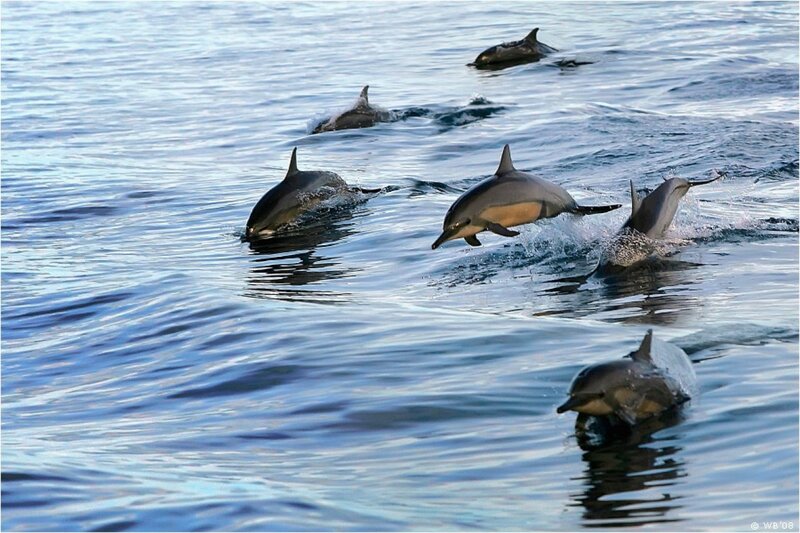 Dolphins leaping in the ocean