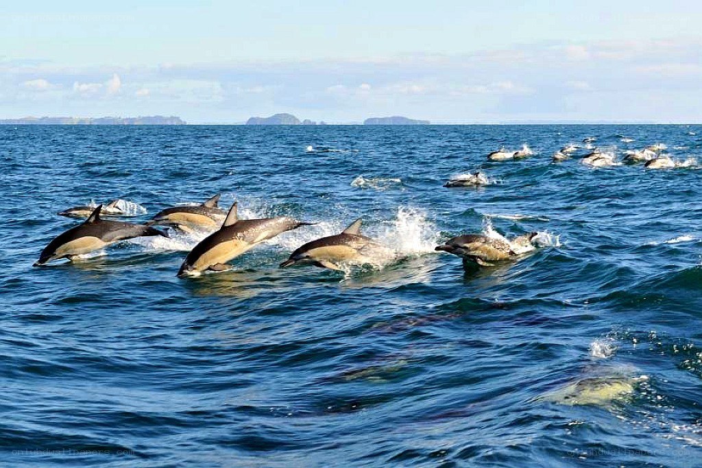 Dolphins leaping in the ocean