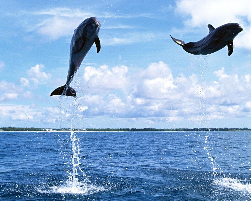 Dolphins leaping in the ocean