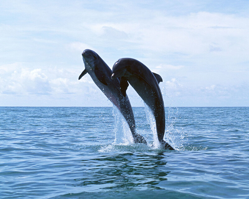 Dolphins leaping in the ocean
