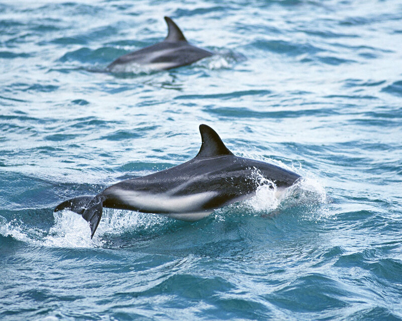 Dolphins leaping in the ocean