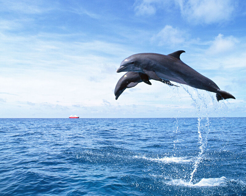 Dolphins leaping in the ocean