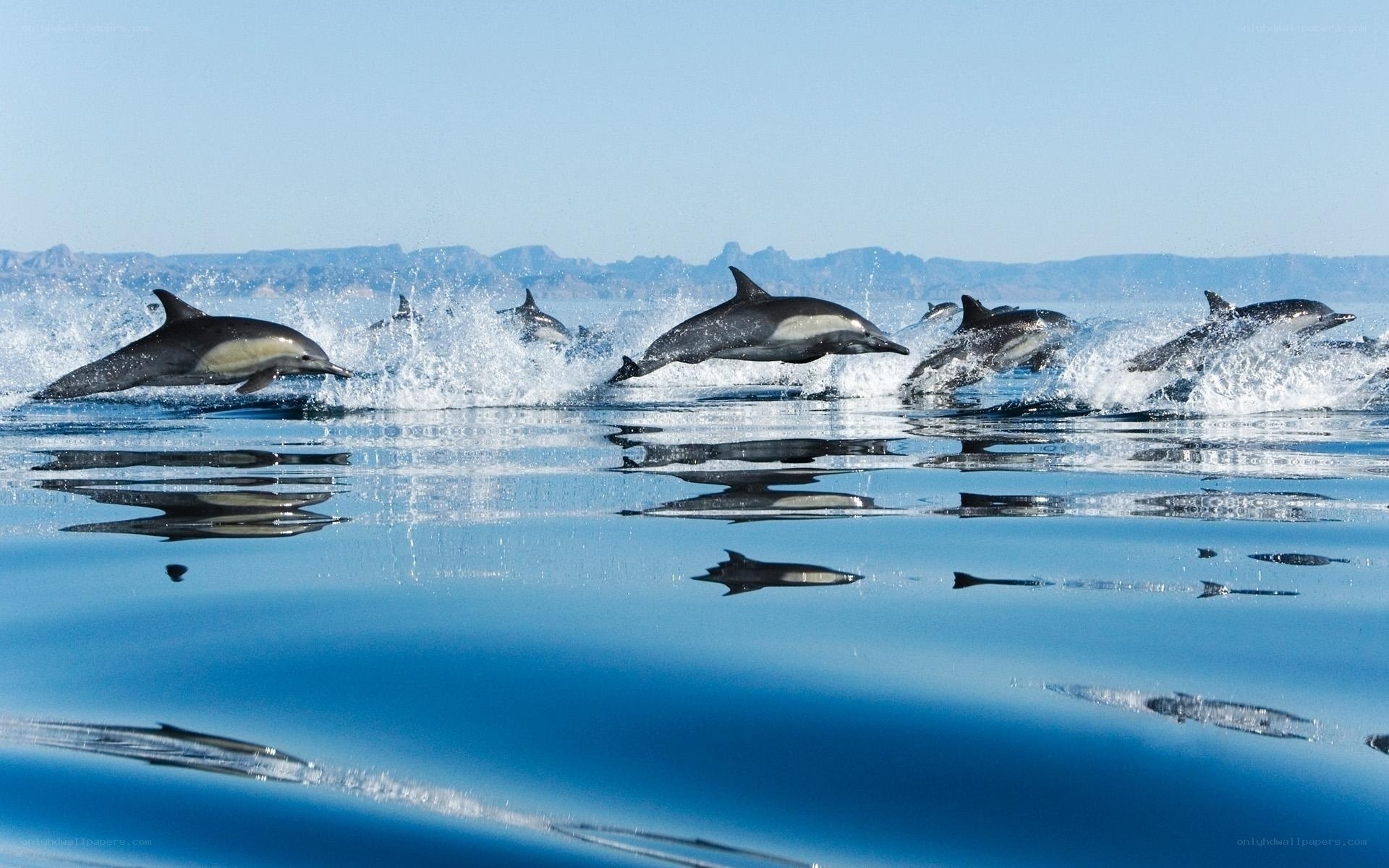 Dolphins leaping in the ocean
