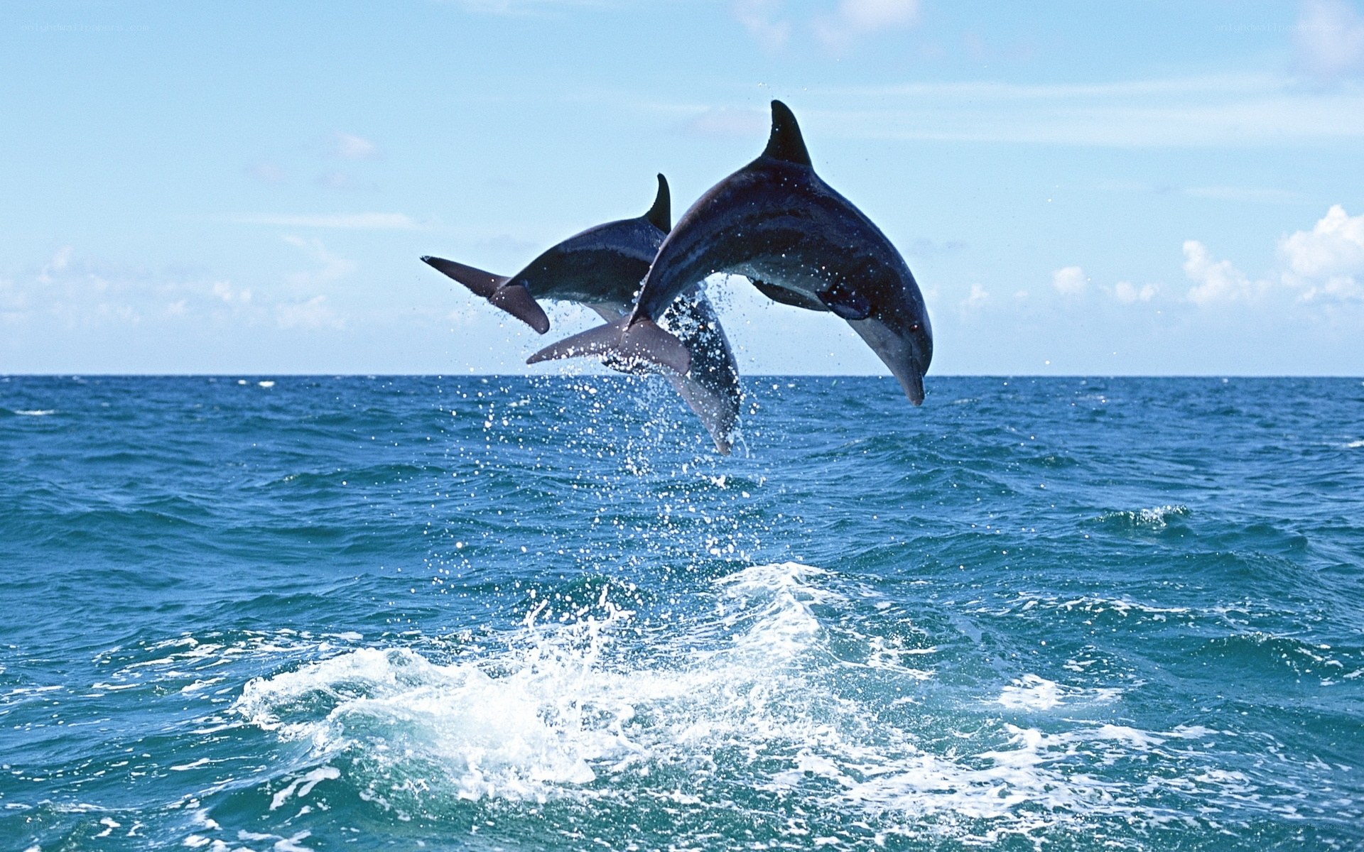 Dolphins leaping in the ocean