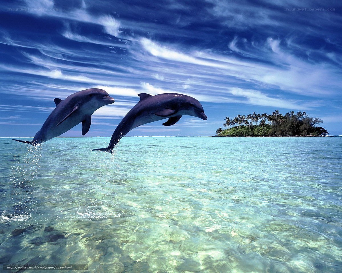 Dolphins leaping in tropical sea