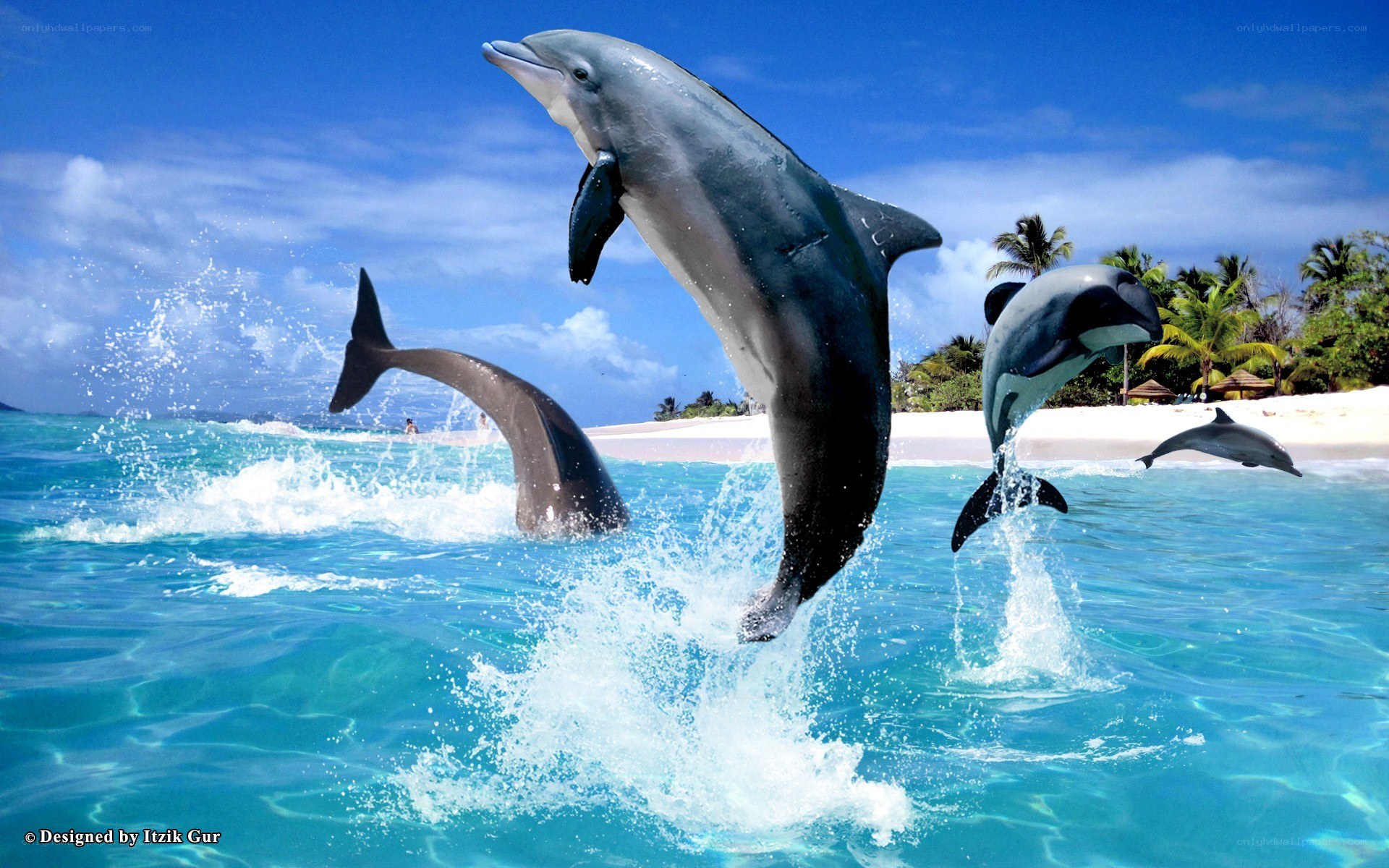 Dolphins leaping in tropical waters