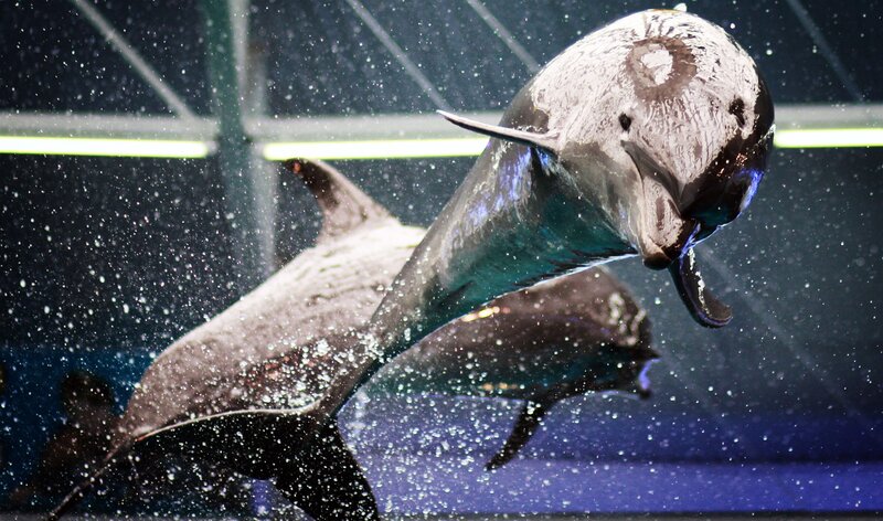 Dolphins leaping in water