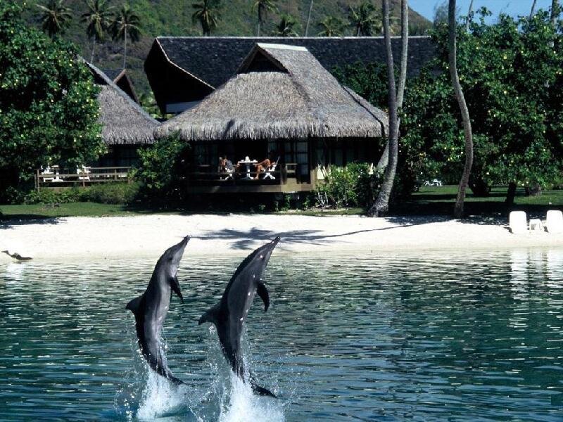 Dolphins leaping near beach bungalows