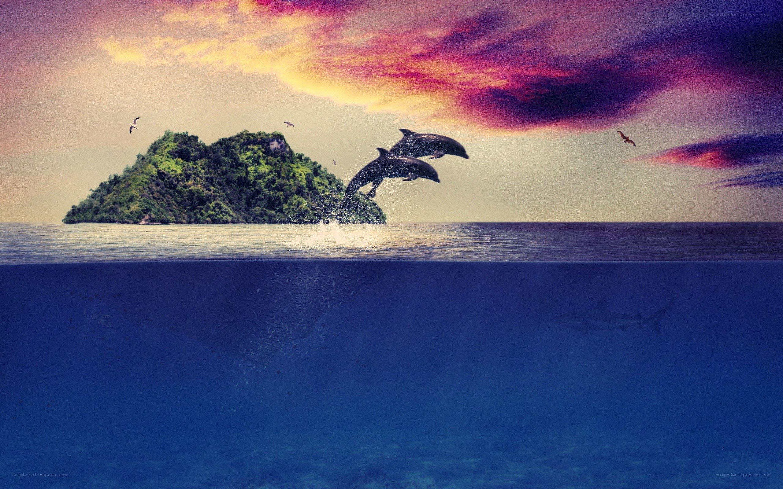 Dolphins leaping near island