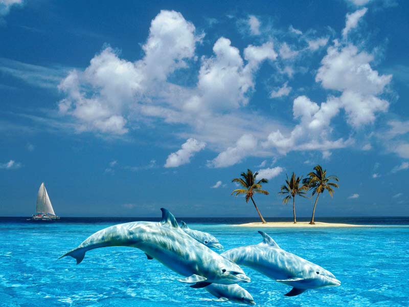 Dolphins leaping near tropical island