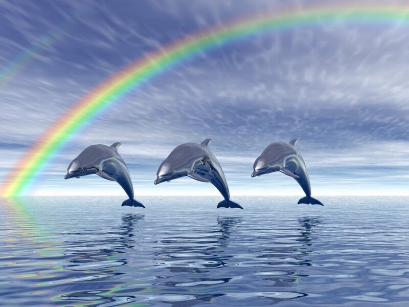 Dolphins leaping under rainbow