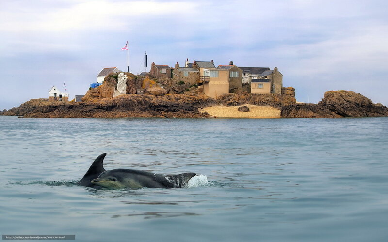 Dolphins near coastal island