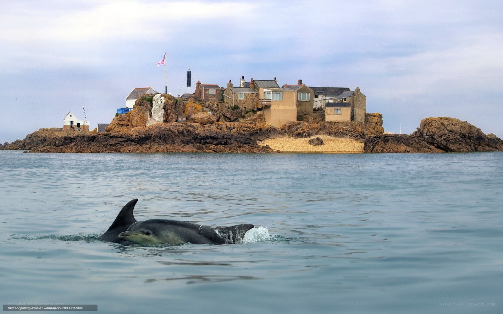 Dolphins near coastal island