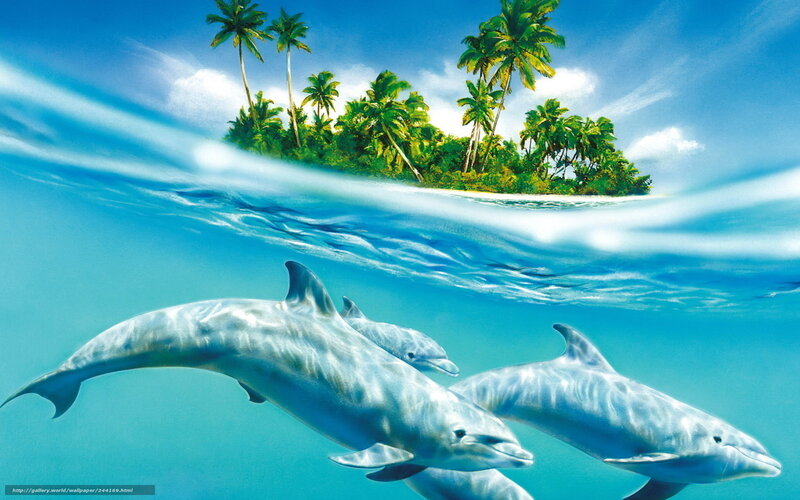 Dolphins near tropical island