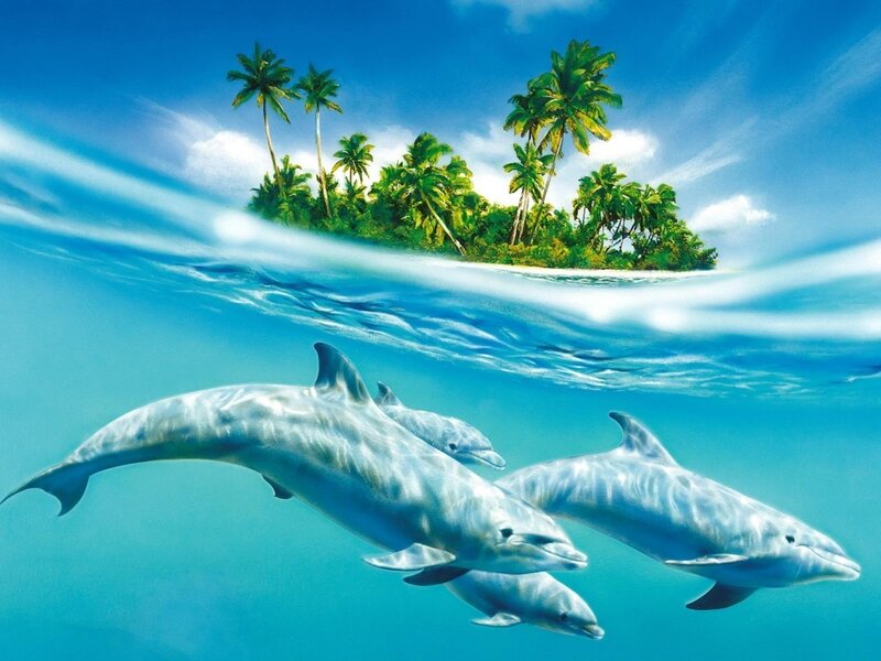 Dolphins near tropical island