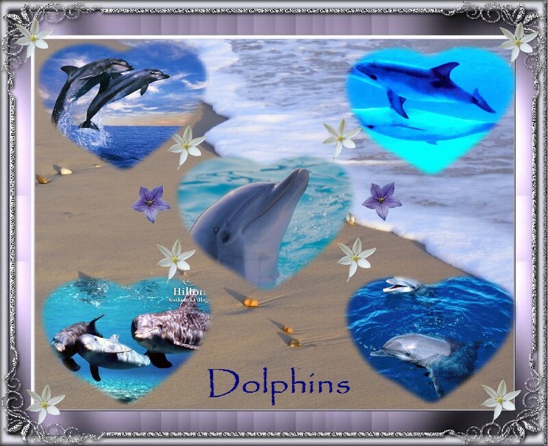 Dolphins on the beach collage