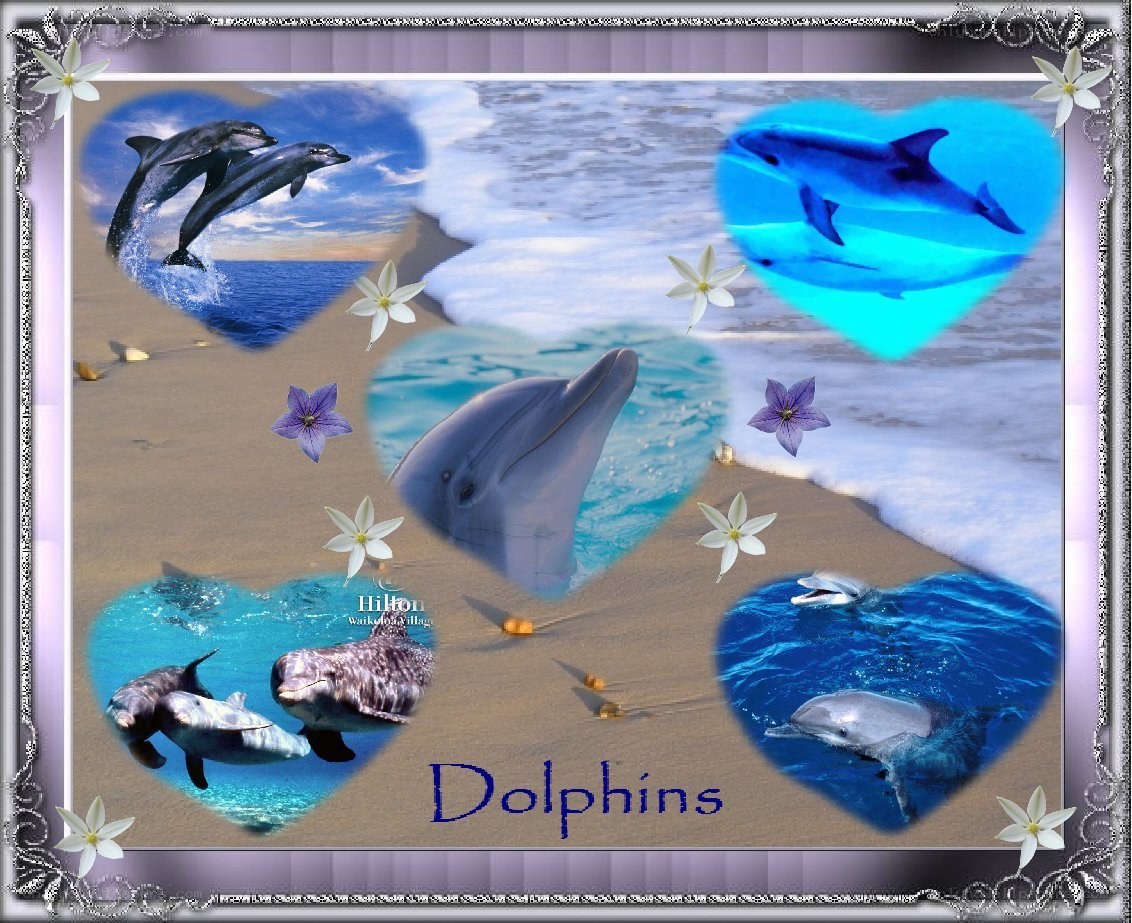 Dolphins on the beach collage