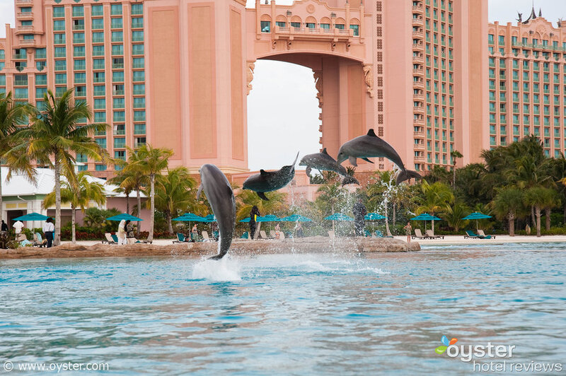 Dolphins performing at Atlantis resort