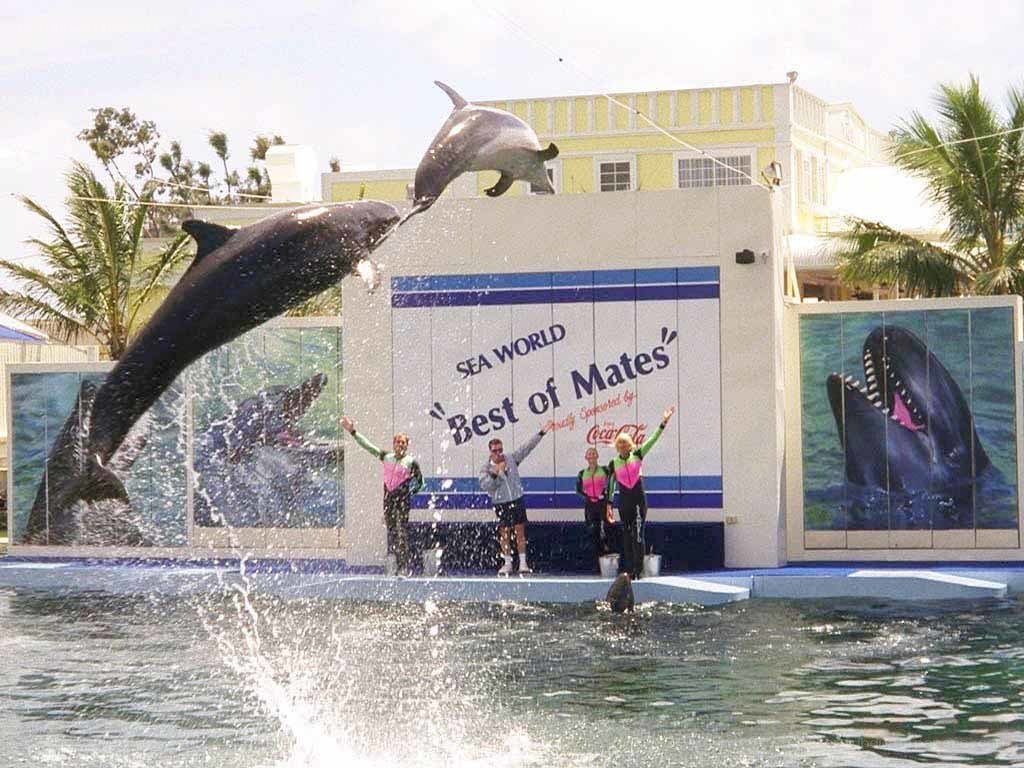 Dolphins performing at Sea World