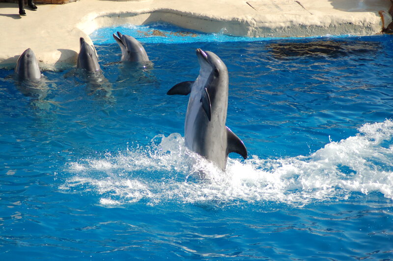 Dolphins performing in a pool