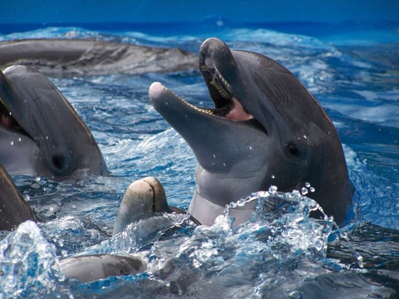 Dolphins playing in the ocean