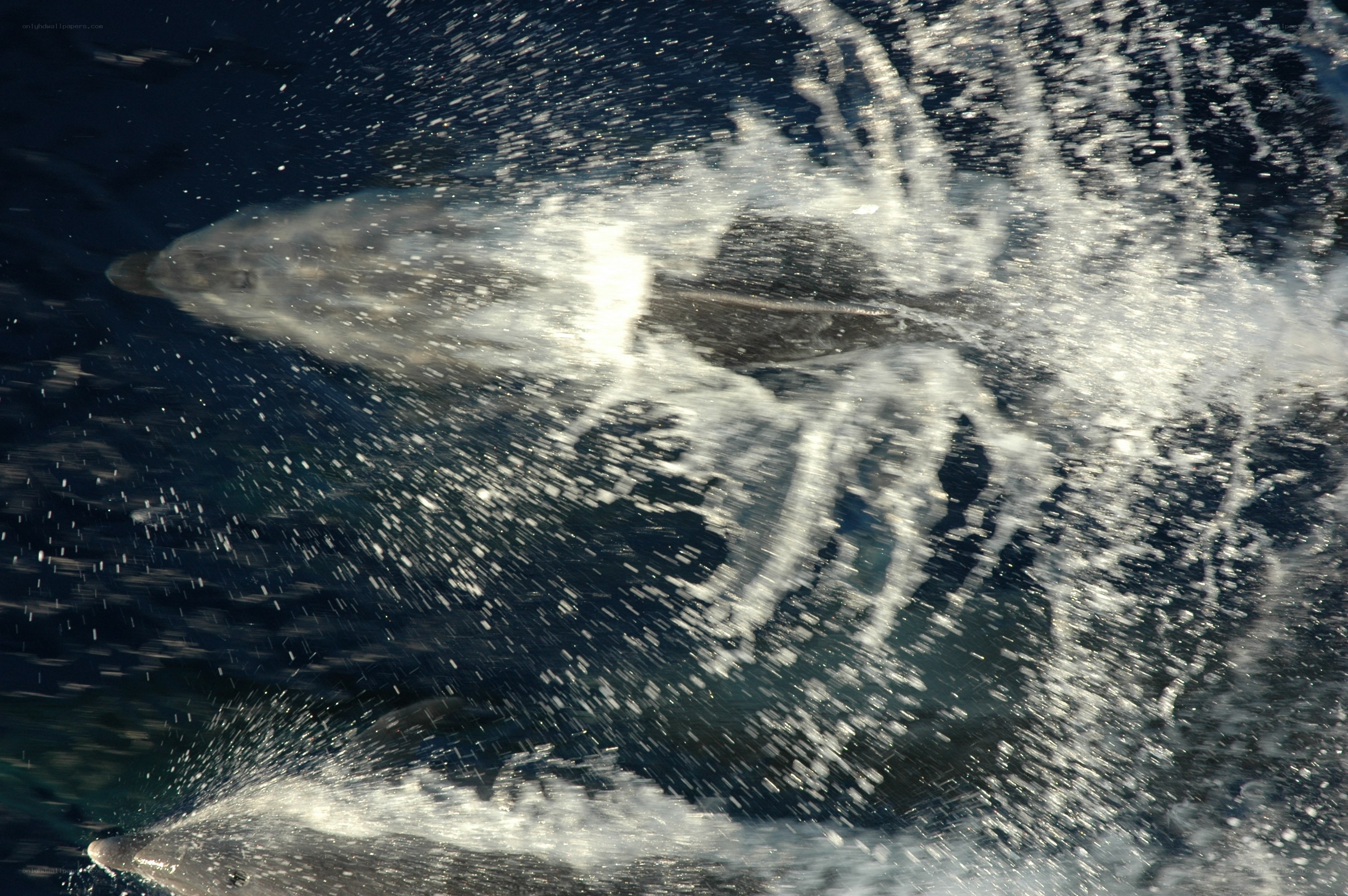Dolphins splashing in the ocean