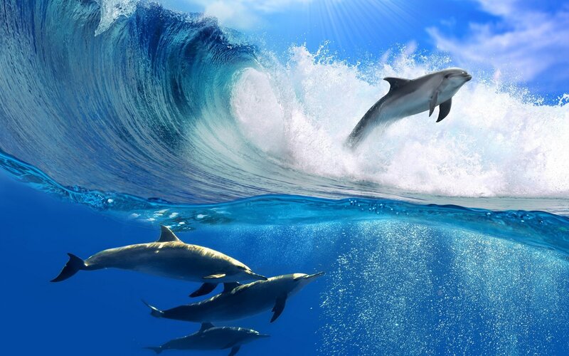 Dolphins surfing a wave
