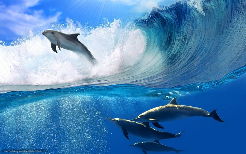Dolphins surfing a wave