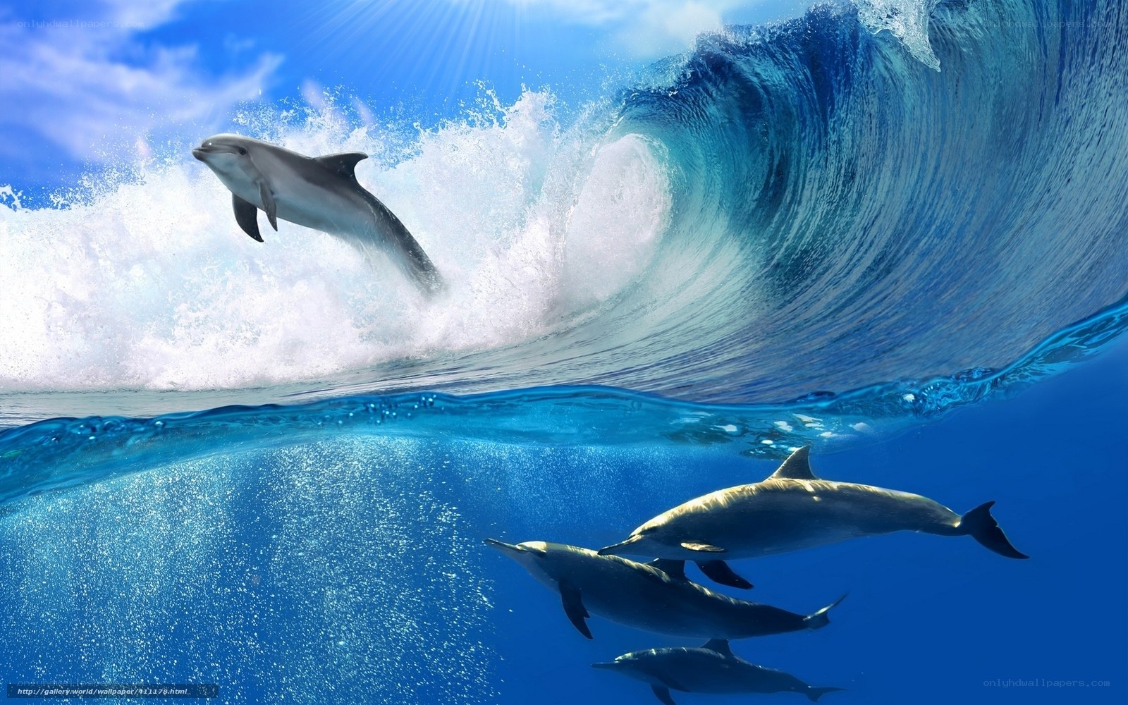 Dolphins surfing a wave