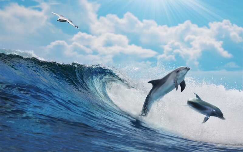Dolphins Surfing Wave — Blue, Dynamic