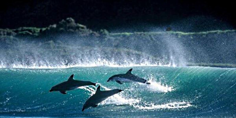 Dolphins Surfing Wave
