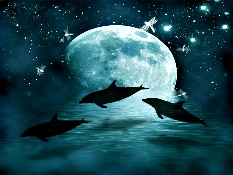 Dolphins Swimming at Night